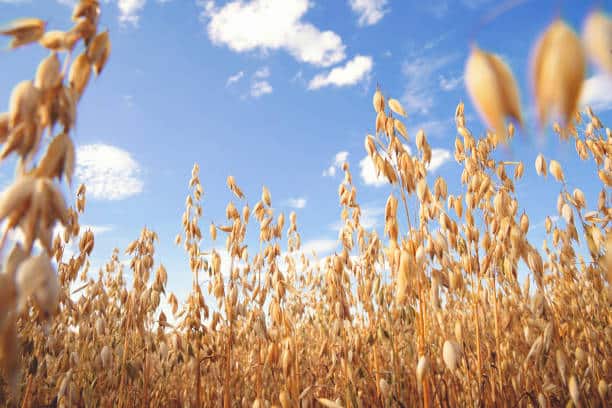 Oat florets on sunlit field with bright blue sky. Summer or autumn grain crop season.